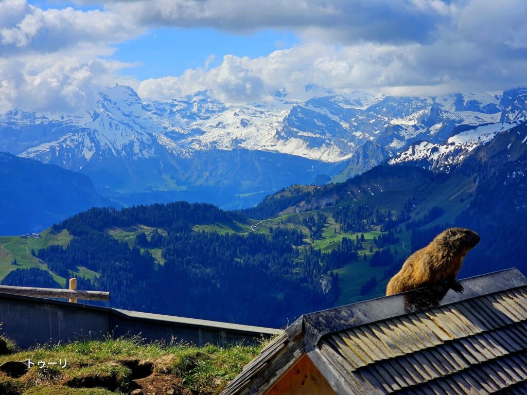 Panoramic view of the Swiss Alps and a marmot from Stanserhorn — planning your Switzerland trip