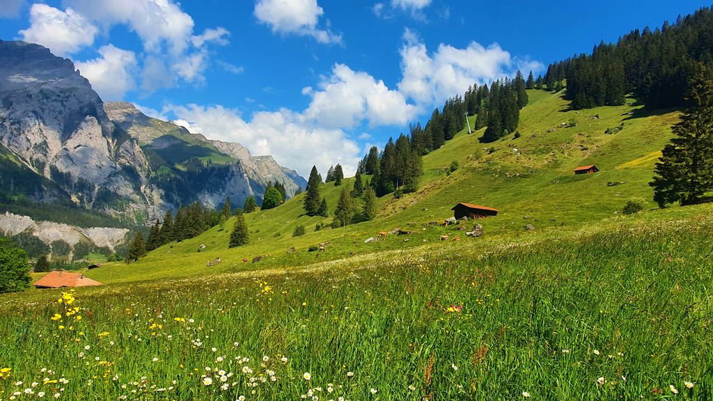 アルプスの山並みを背景にした花の咲く牧草地と、木造の山小屋。夏のスイスの高原風景